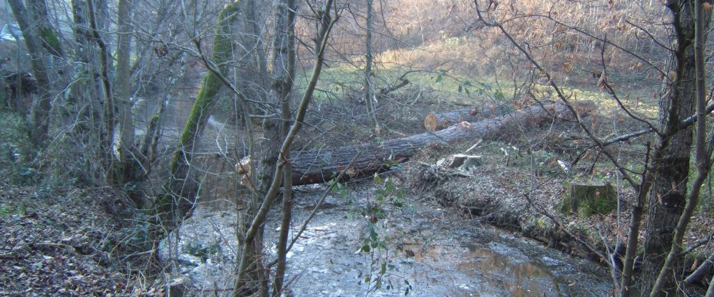 Abattage arbre Chazelles-sur-Lyon : travaux de rivières